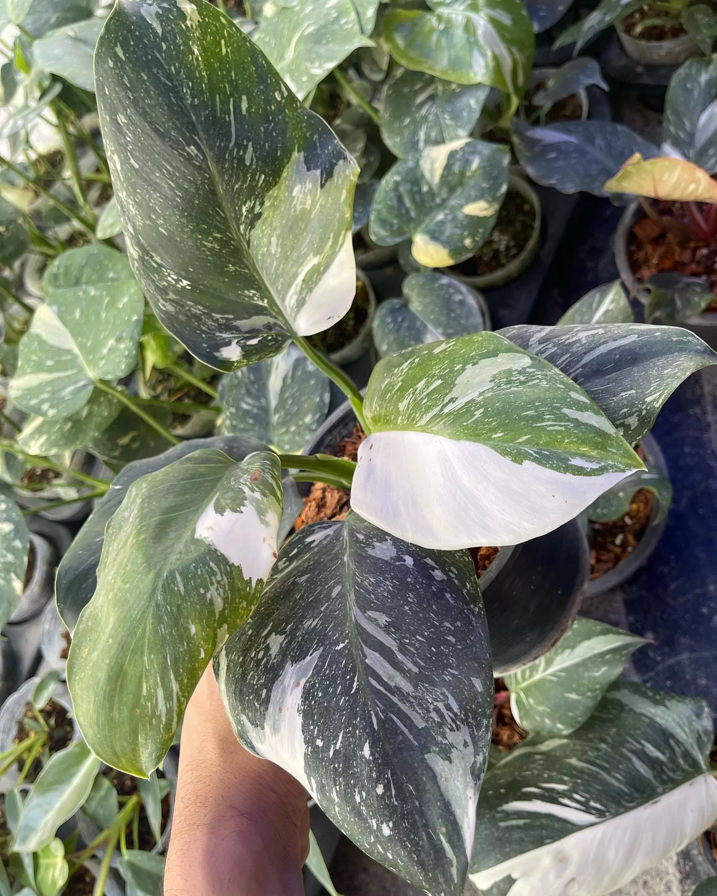 Philodendron White Wizard Marble