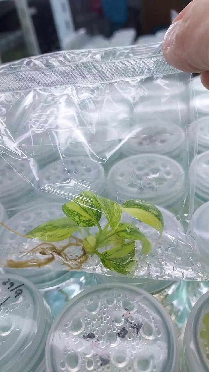 Philodendron Green Congo Hybrid Variegated Tissue Culture