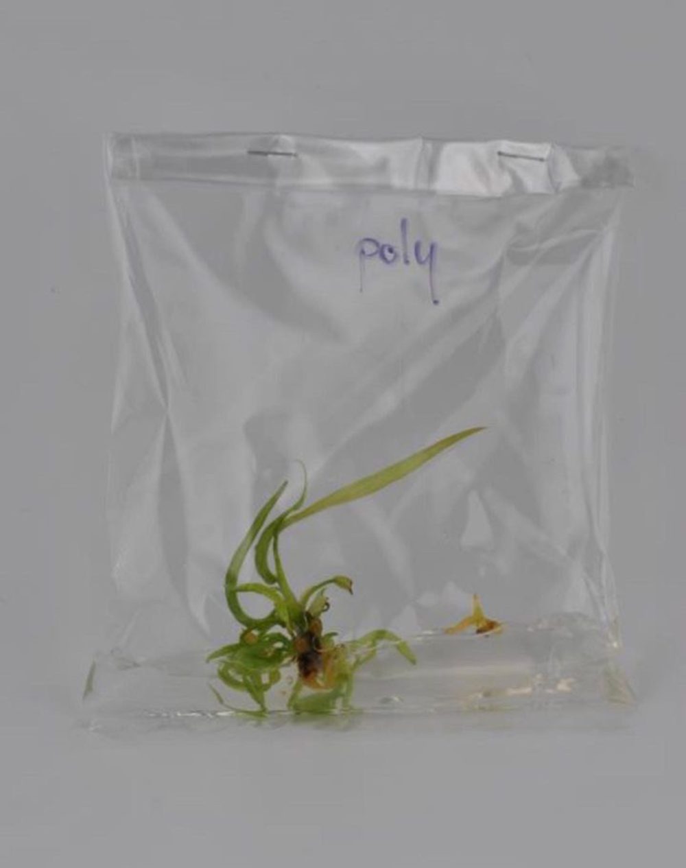 Philodendron Polypodioides Tissue Culture