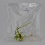 Philodendron Polypodioides Tissue Culture