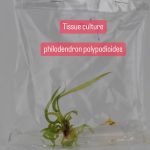 philodendron Polypodioides