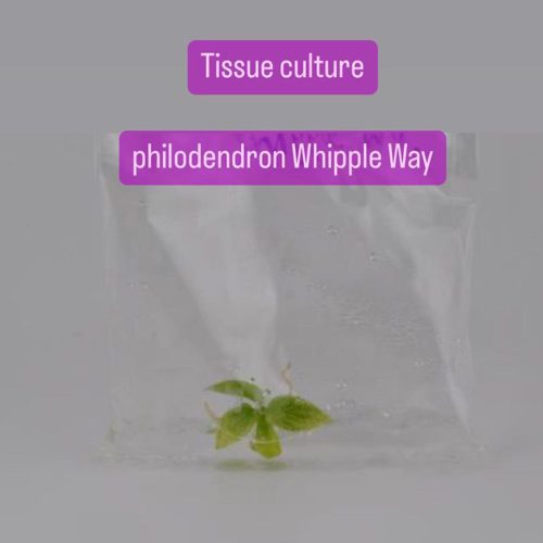 Philodendron Whipple Way