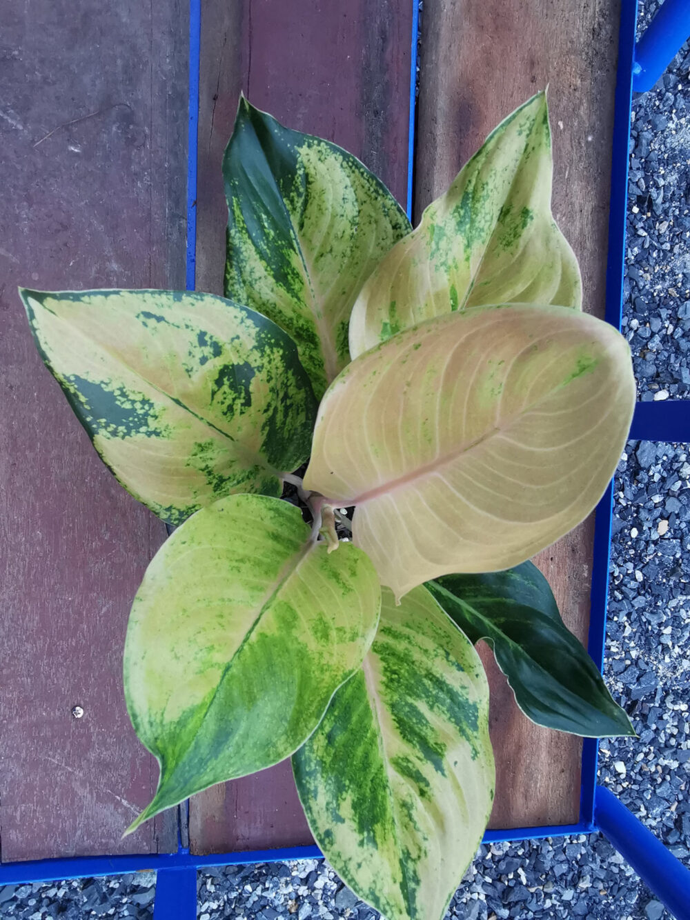 Aglaonema Amazon Tissue Culture