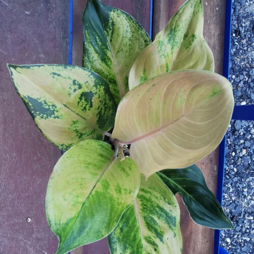 Aglaonema Amazon Tissue Culture