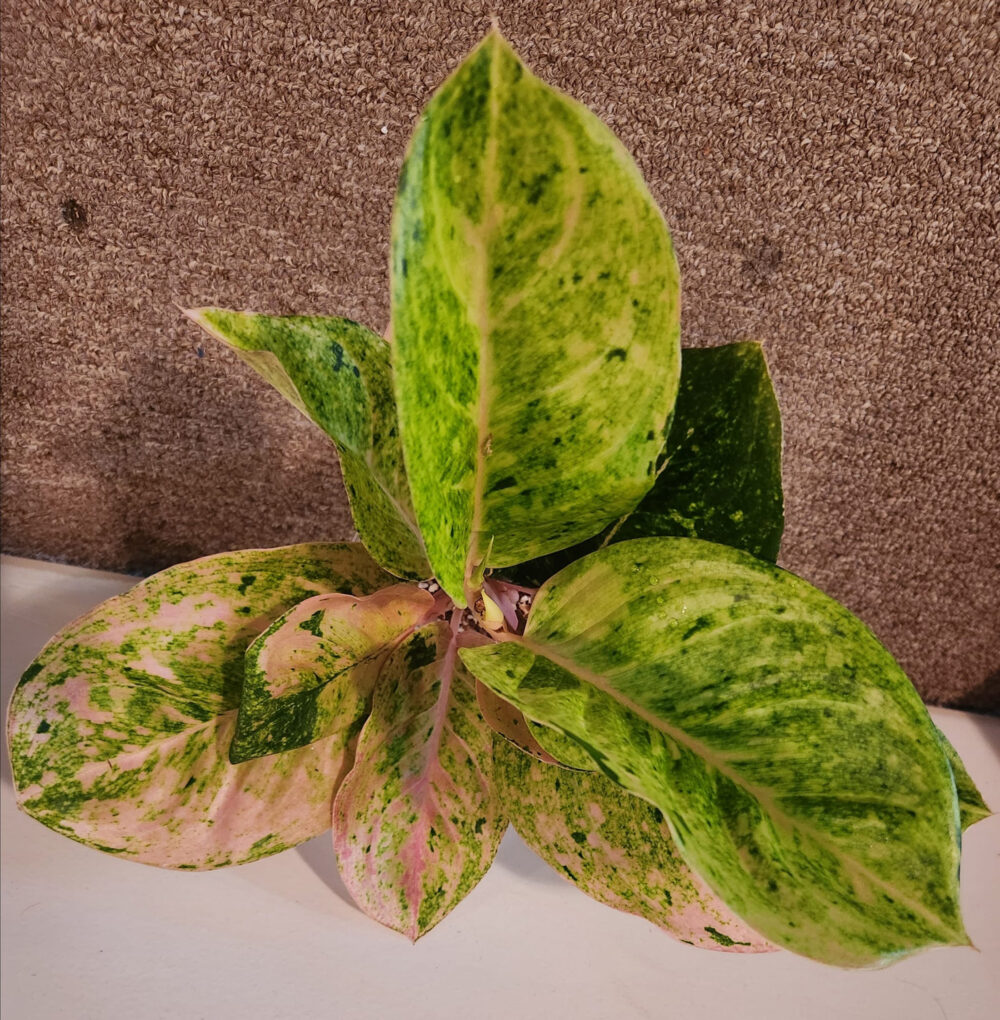 Aglaonema Kamlaithong Tissue Culture