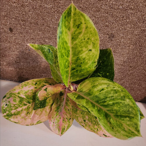 Aglaonema Kamlaithong