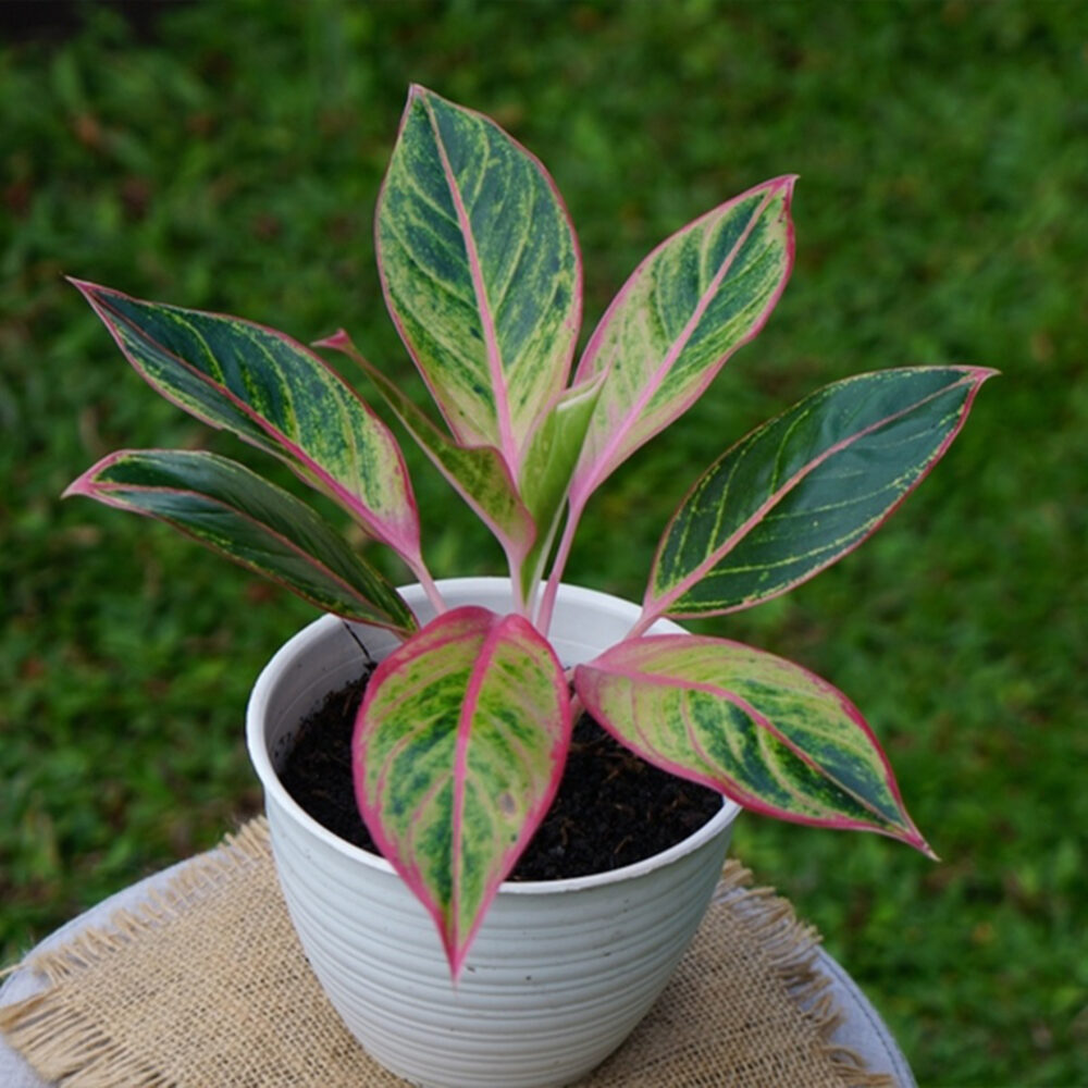 Aglaonema Lipstick