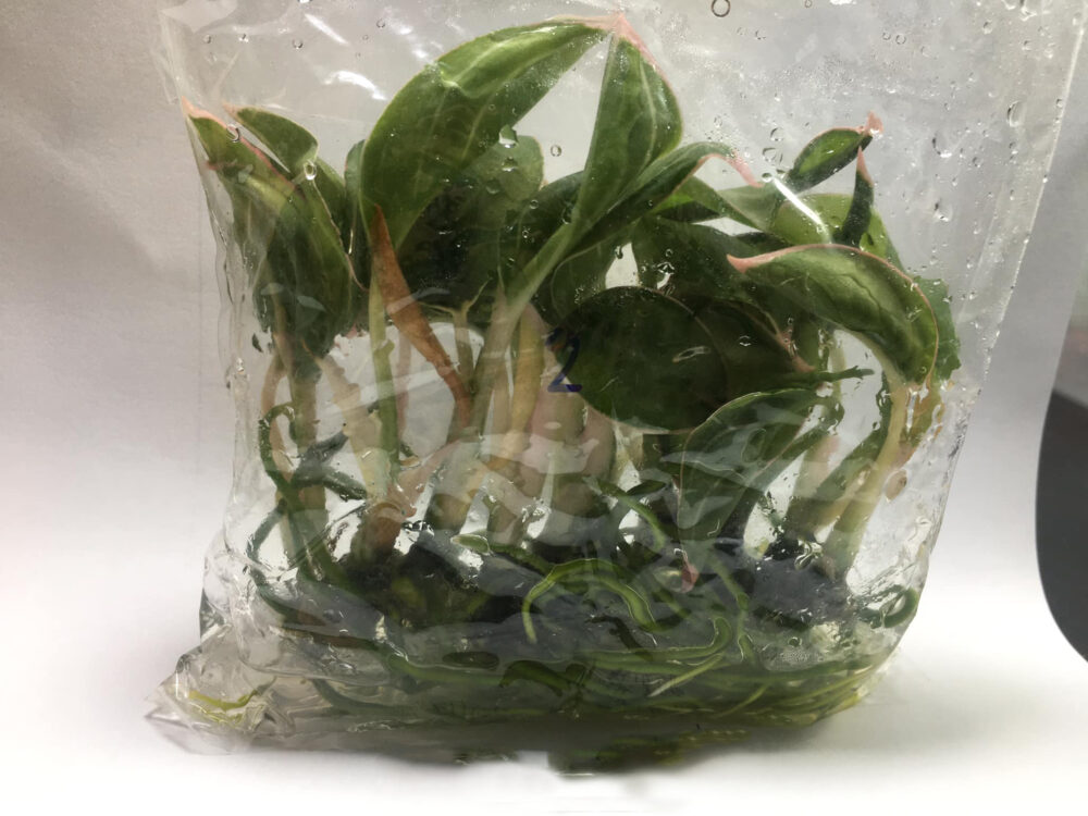 Aglaonema Lipstick Tissue Culture