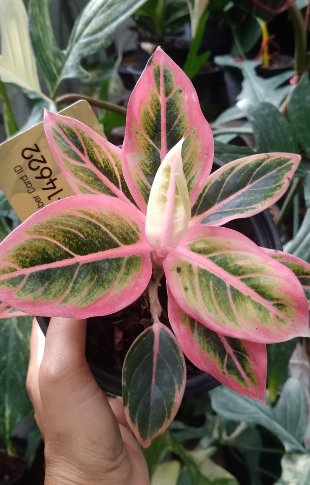 Aglaonema Lotus delight