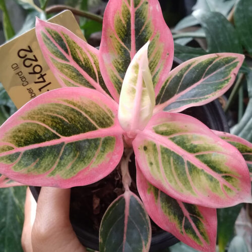 Aglaonema Lotus delight