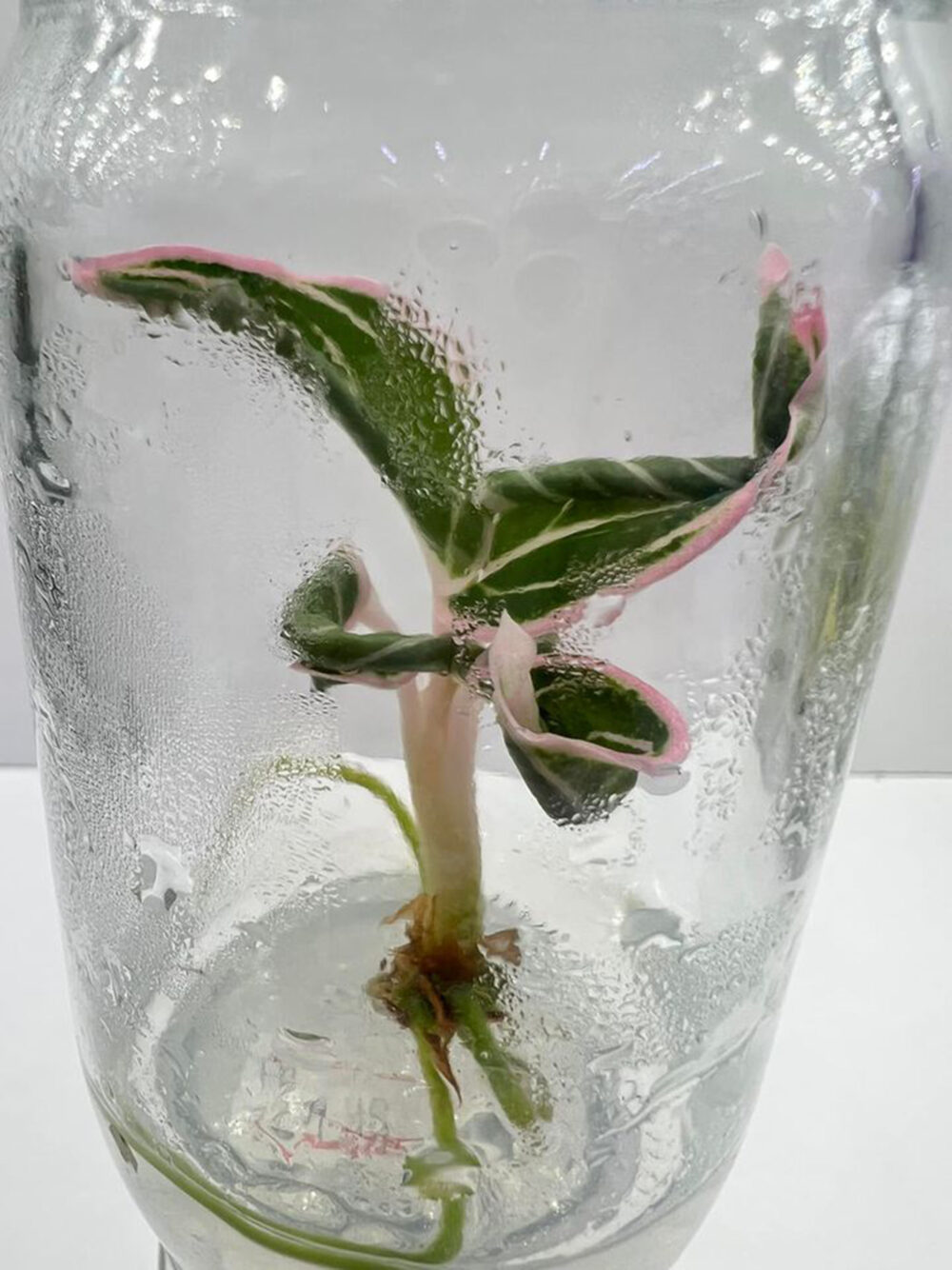 Aglaonema Lotus delight Tissue Culture