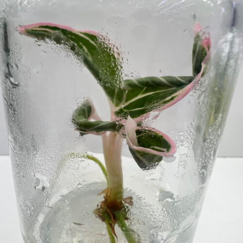 Aglaonema Lotus delight Tissue Culture