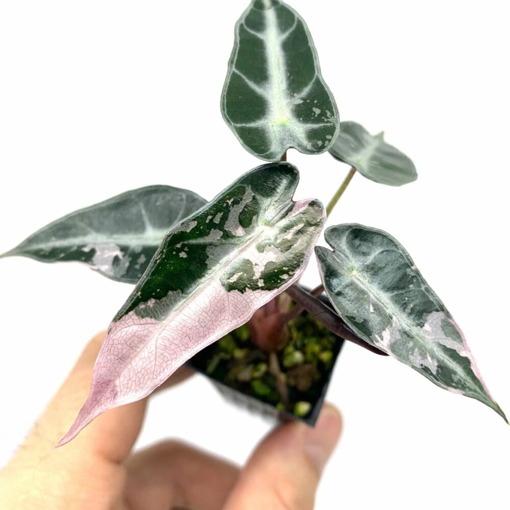 Alocasia Bambino Pink Variegated