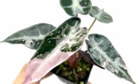 Alocasia Bambino Pink Variegated: An Unraveled Beauty