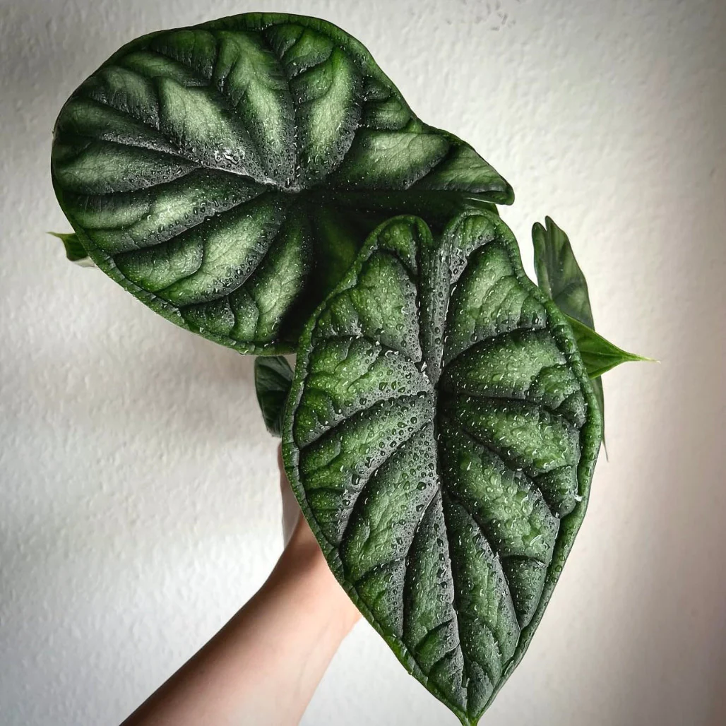 alocasia dragon scale