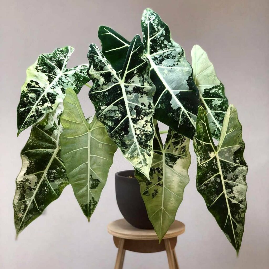 Alocasia Frydek Variegated