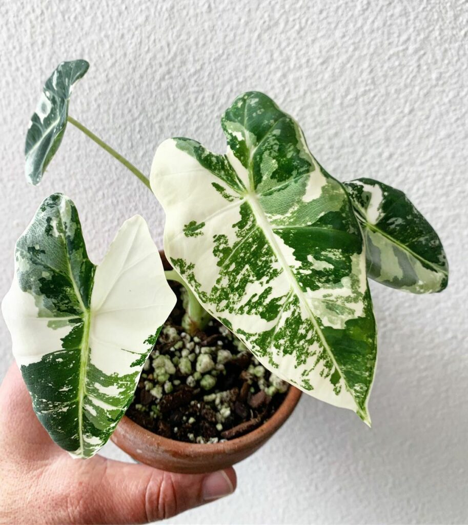 Alocasia Frydek Variegated