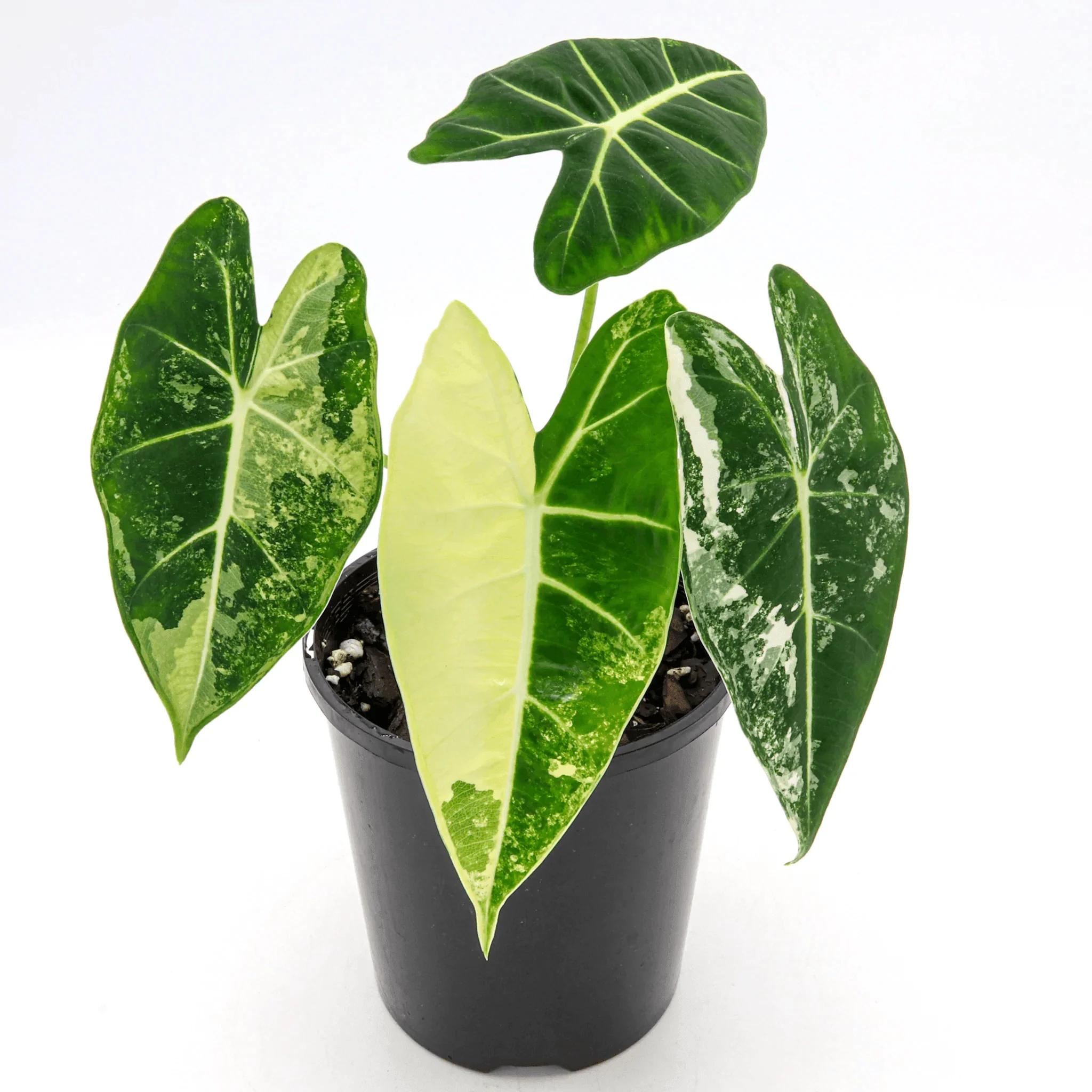 Alocasia Frydek Variegated