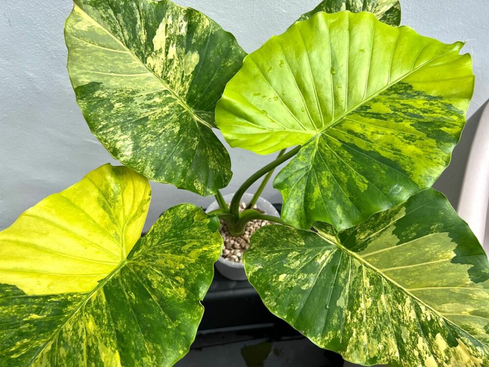 5 Tips to Grow Alocasia Gigantea Aurea Variegated | Greenboog