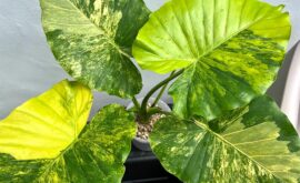 Alocasia Gigantea Aurea Variegated: A Plant Lover’s Guide