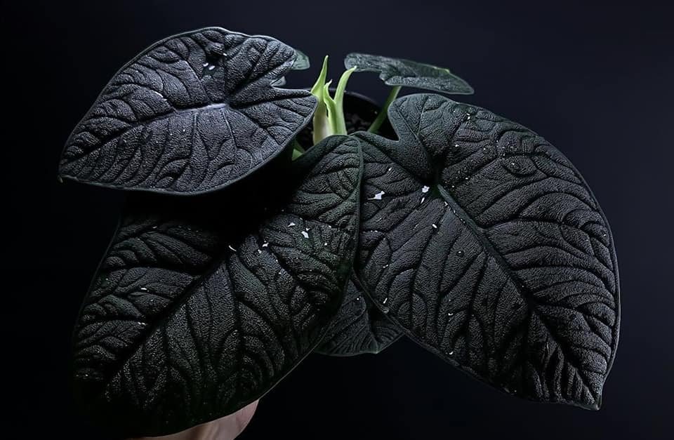 Alocasia melo