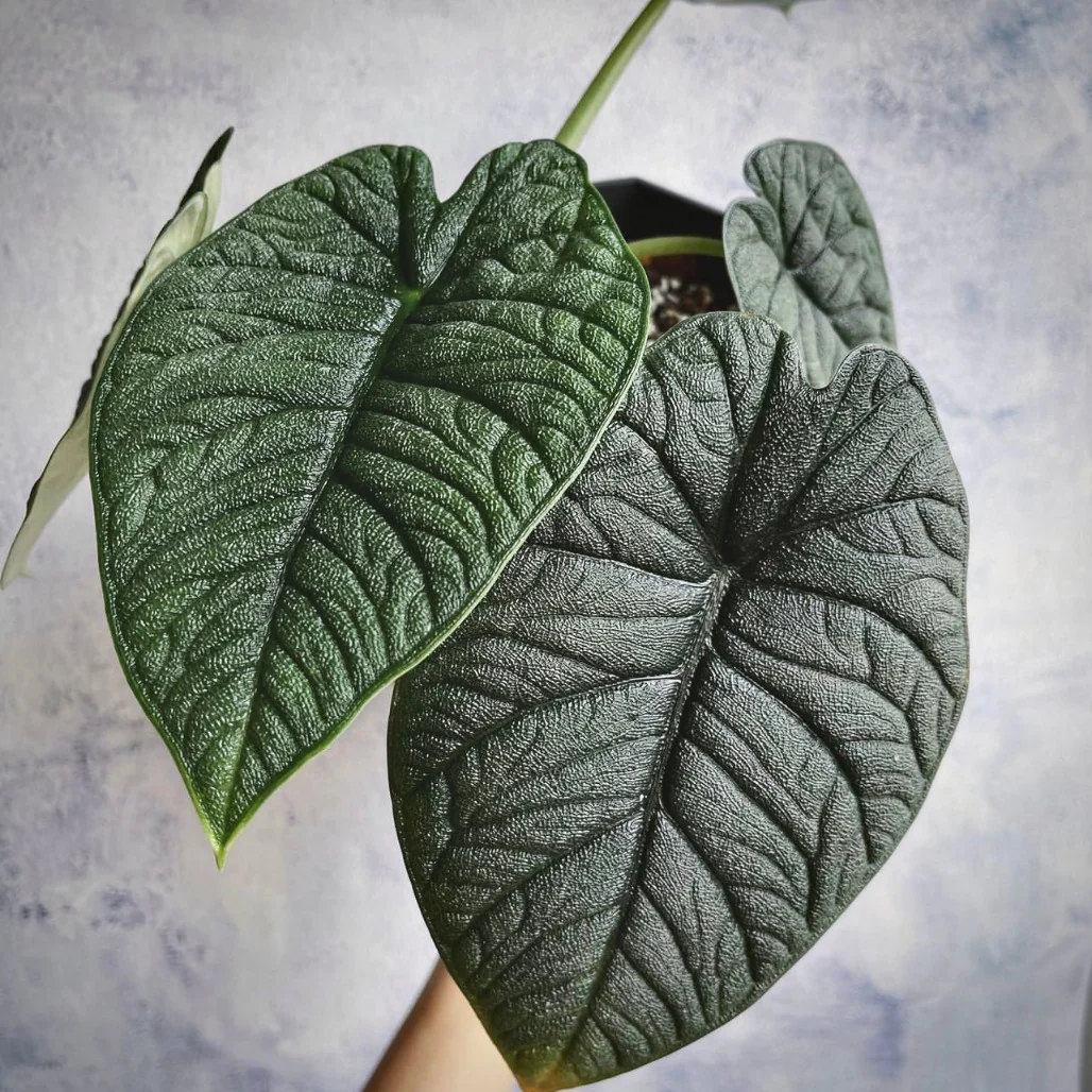 Alocasia Melo