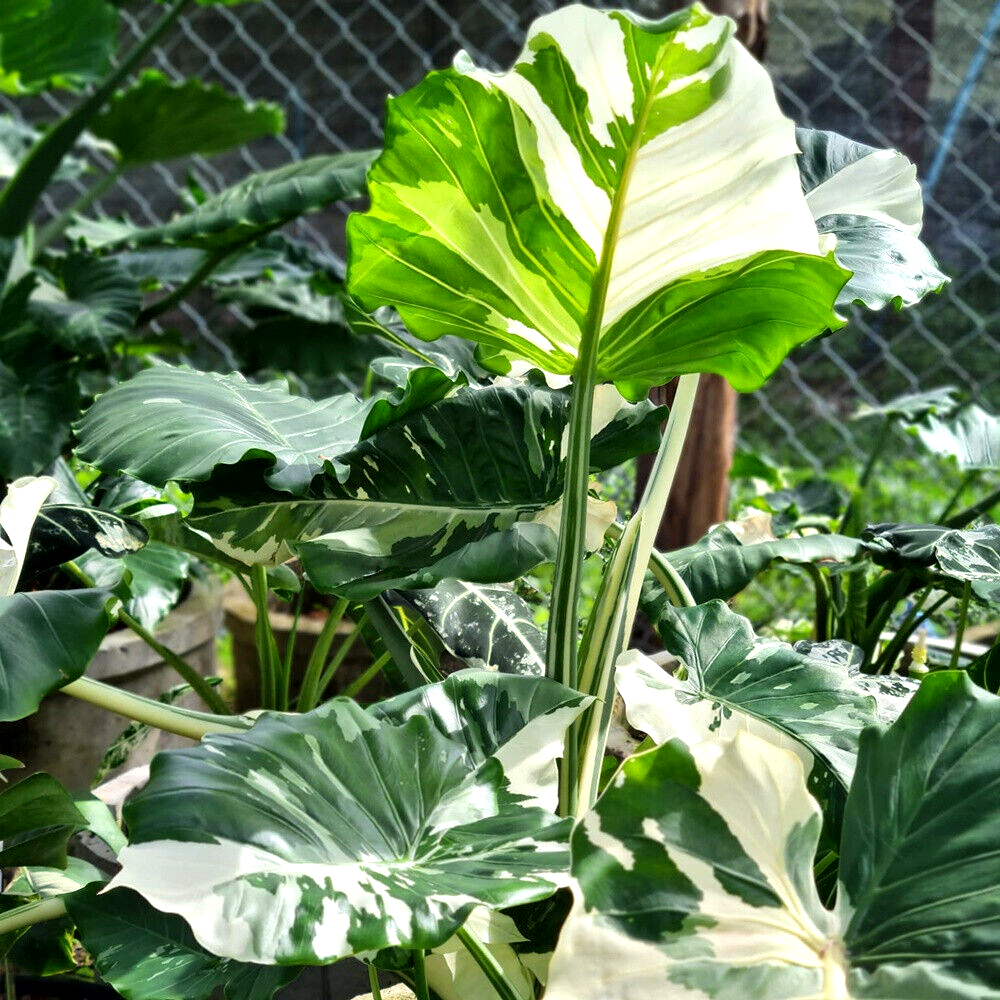 Alocasia Okinawa Silver