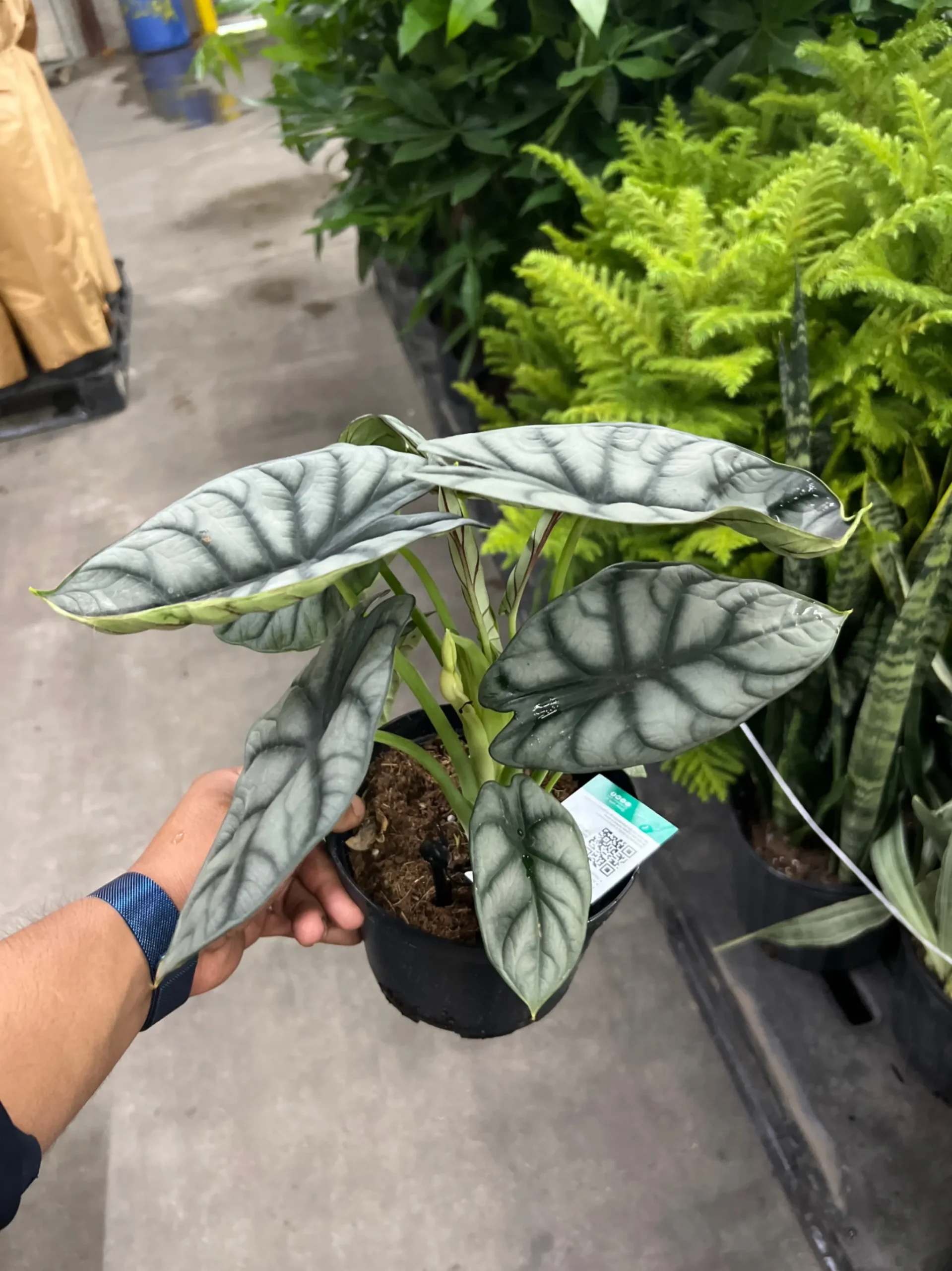 Alocasia Dragon Scale