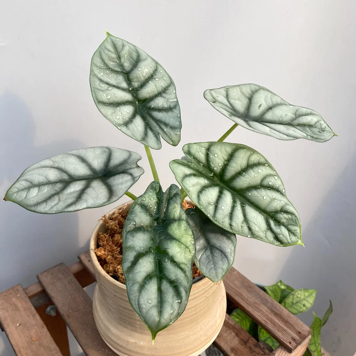 Alocasia Silver Dragon