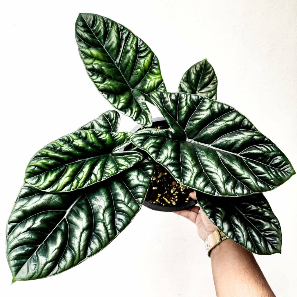 Alocasia Sinuata plant