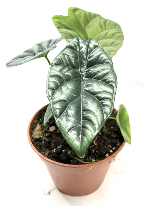 Alocasia Sinuata plant