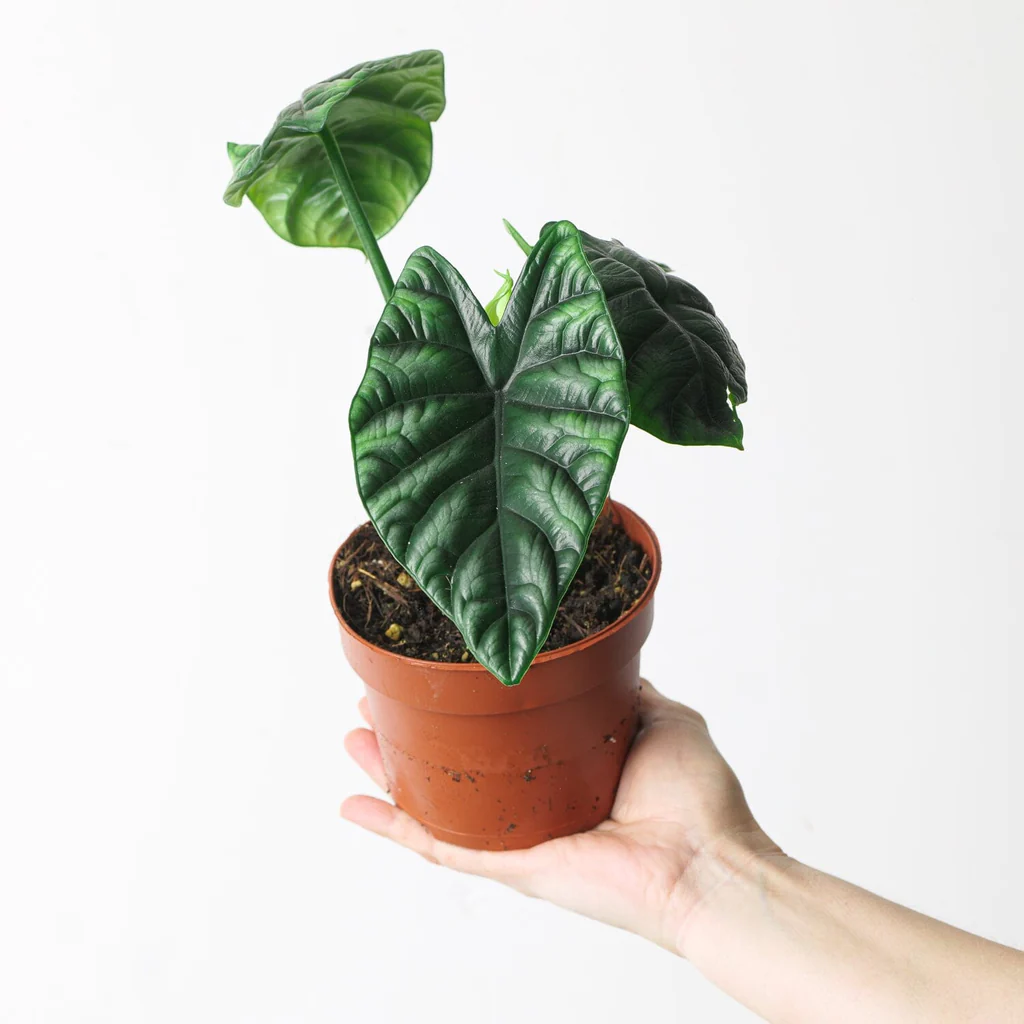 Alocasia Sinuata plant