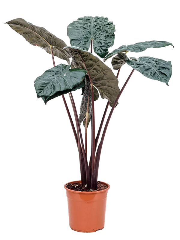 Alocasia Yucatan Princess