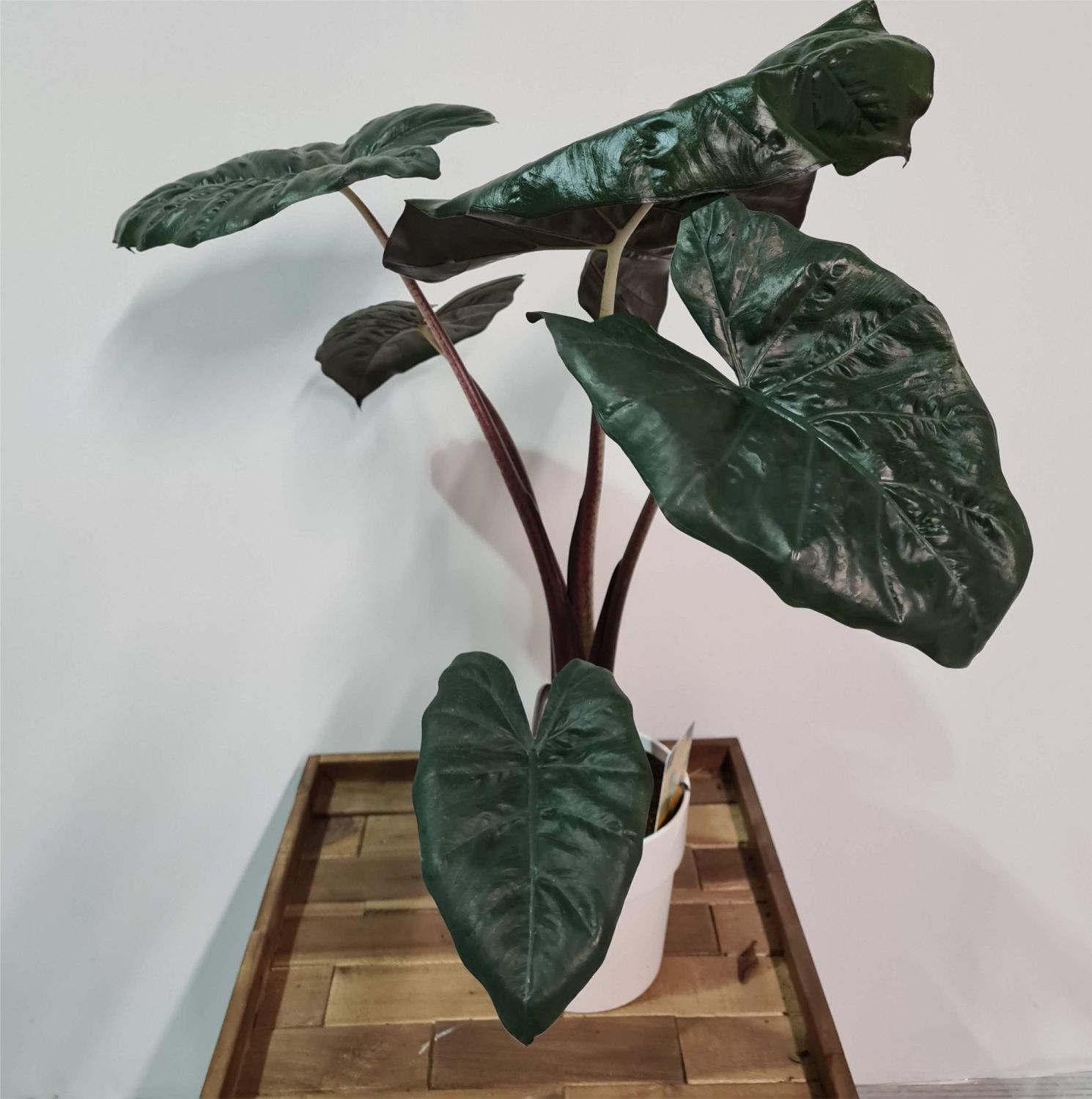 Alocasia Yucatan Princess