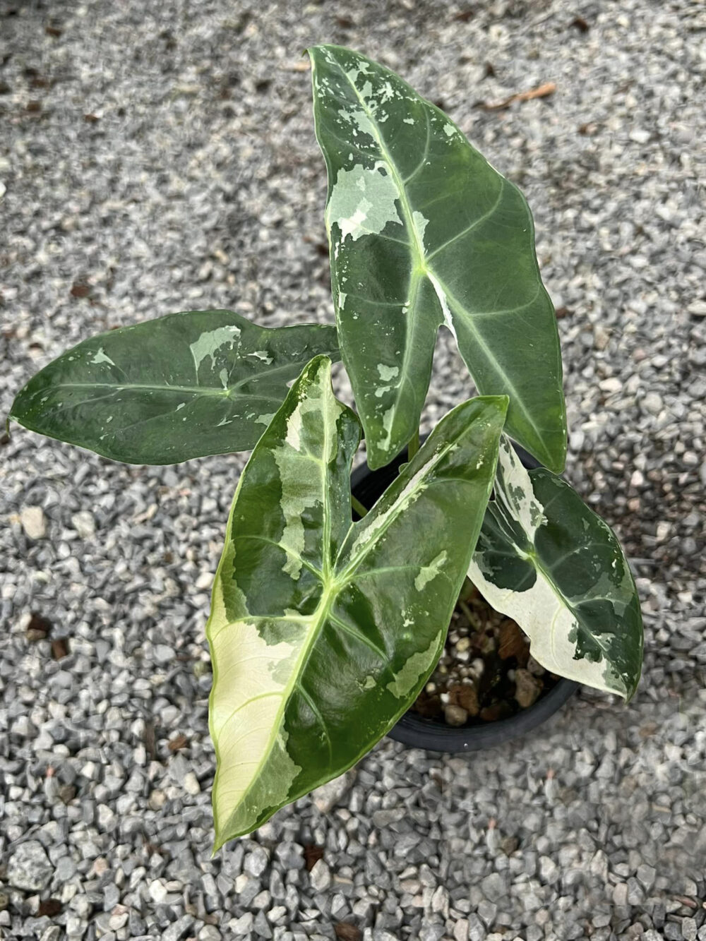 Alocasia Longiloba Variegated Tissue Culture