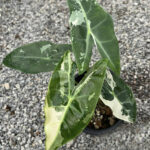 Alocasia Longiloba Variegated Tissue Culture