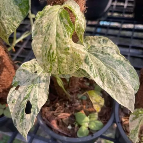 Amydrium variegated