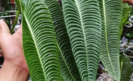 The Majestic Anthurium Veitchii King: An Exotic Tropical Jewel