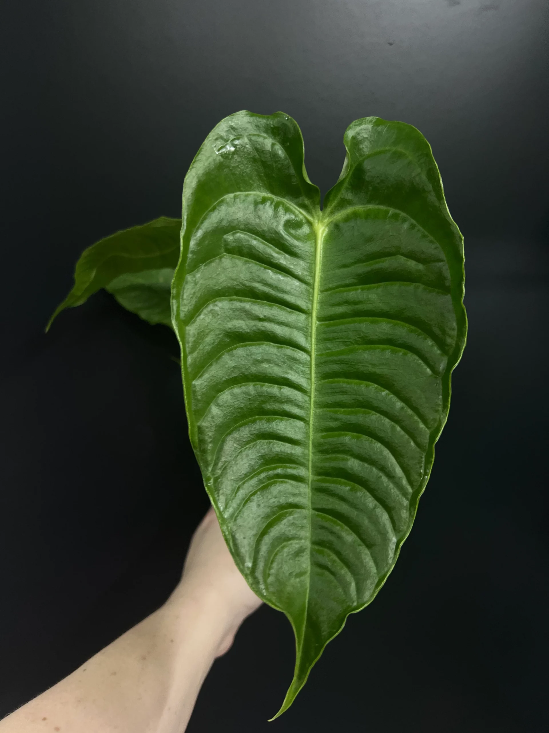 Anthurium Veitchii King