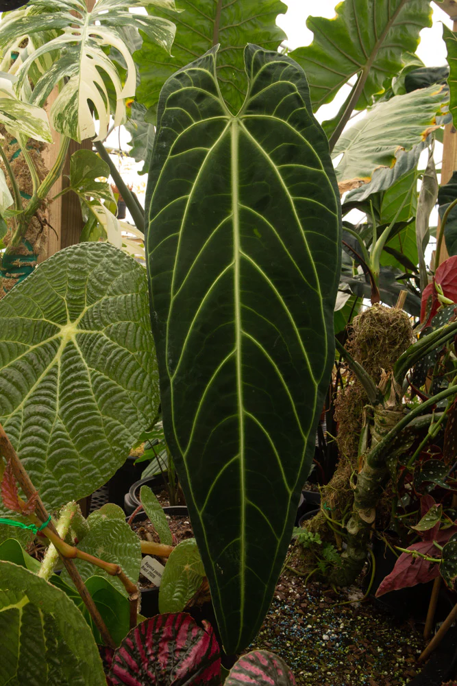 Anthurium Veitchii Queen: A Majestic Houseplant for Your Home