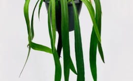Anthurium Vittarifolium: A Guide to Growing and Caring for this Exotic Houseplant