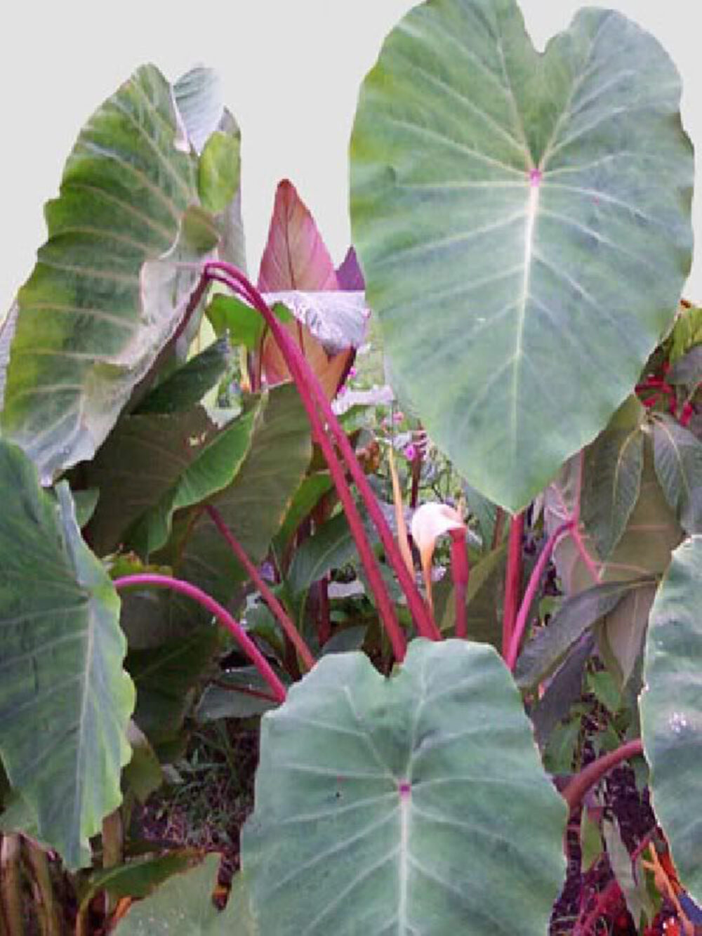 Colocasia Pink China Tissue Culture