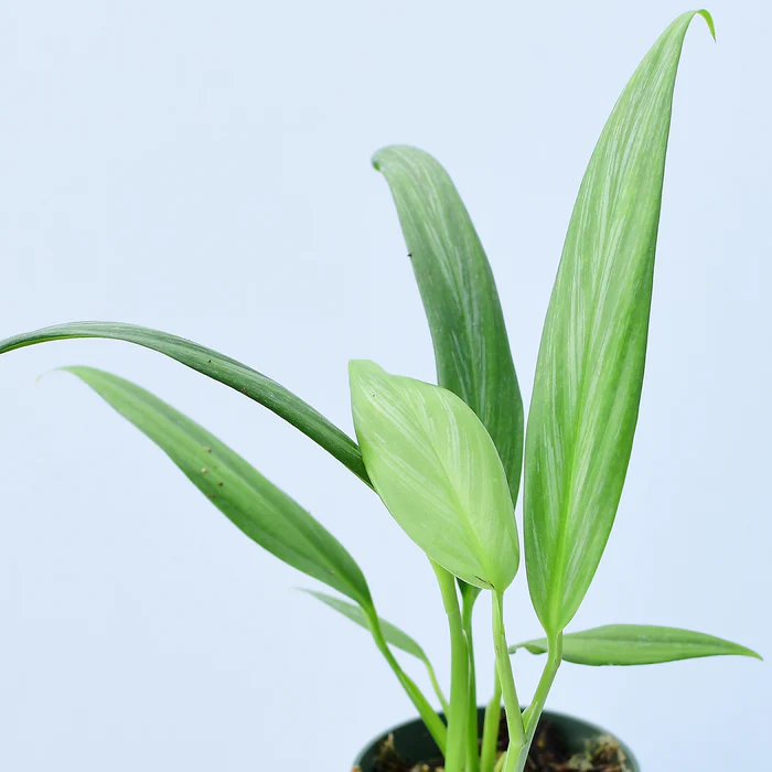 Epipremnum Amplissimum Silver Stripe