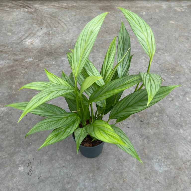 Epipremnum Amplissimum Silver Stripe