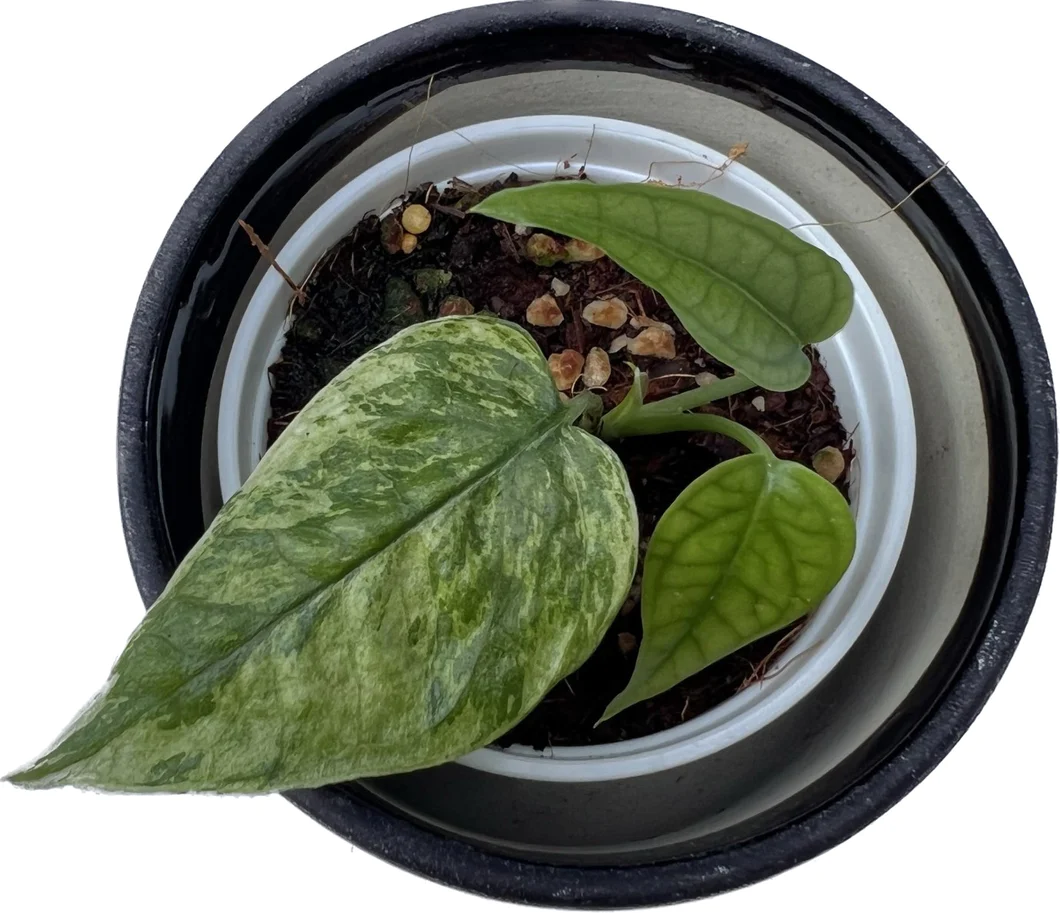 Authentic juvenile Greenboog Cebu Blue Variegated labelled plant with mint mottled leaf