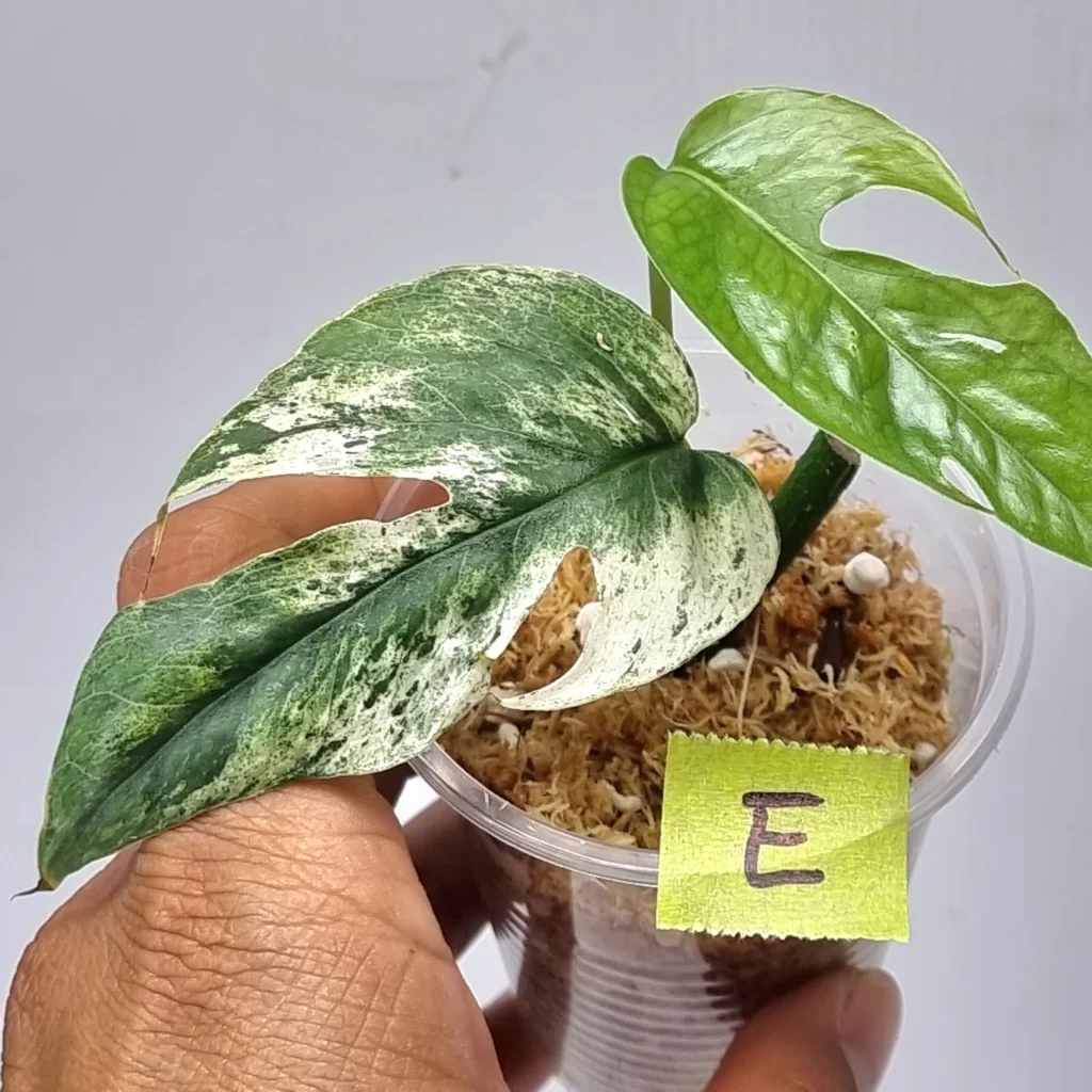 Epipremnum Cebu Blue Variegated