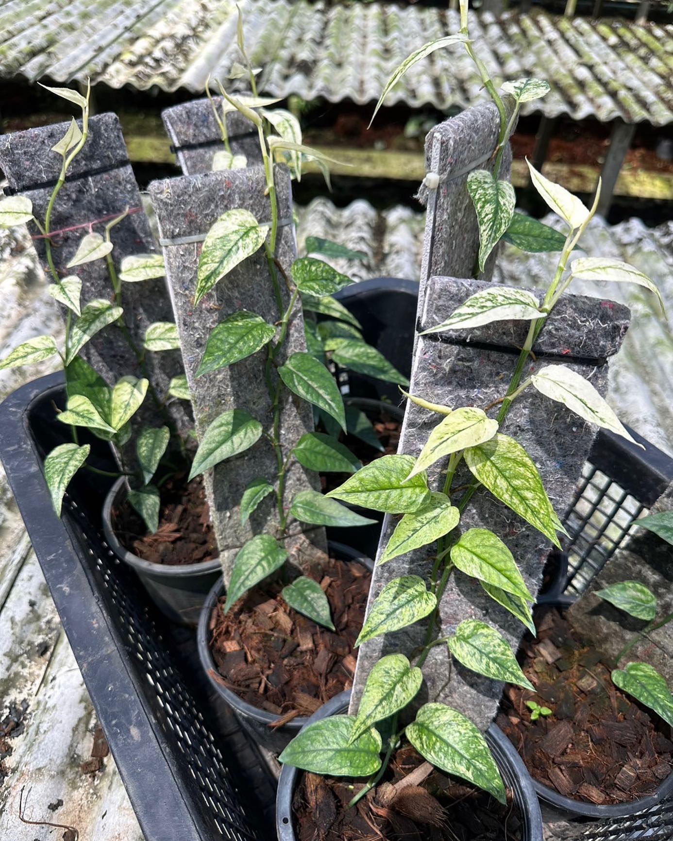 Epipremnum Cebu Blue variegated