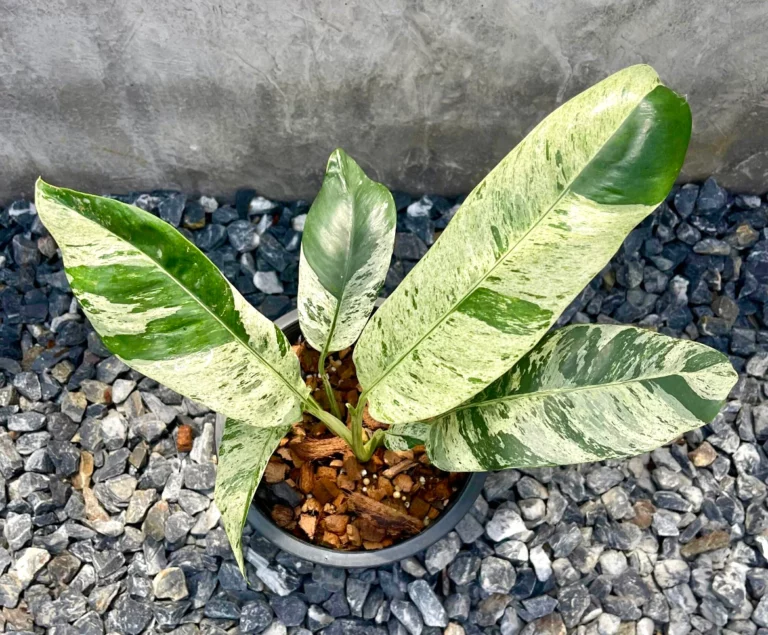 Established Epipremnum giganteum Variegated with elongated cream-and-green marbled leaves