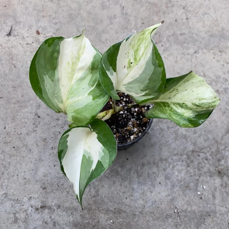 Epipremnum Manjula