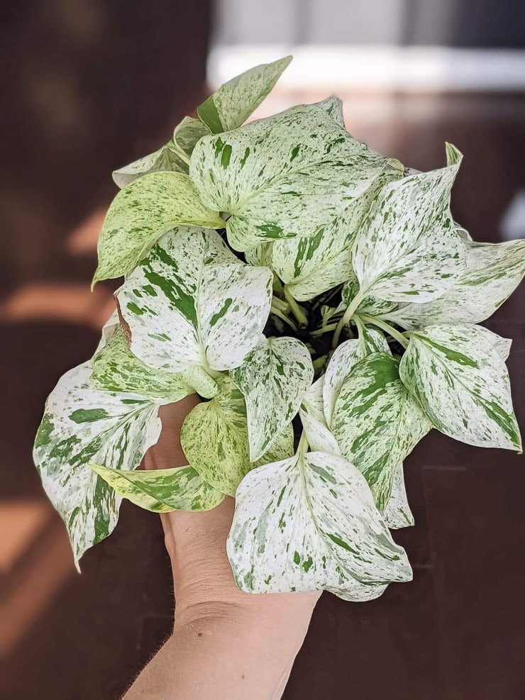 Marble Queen Pothos